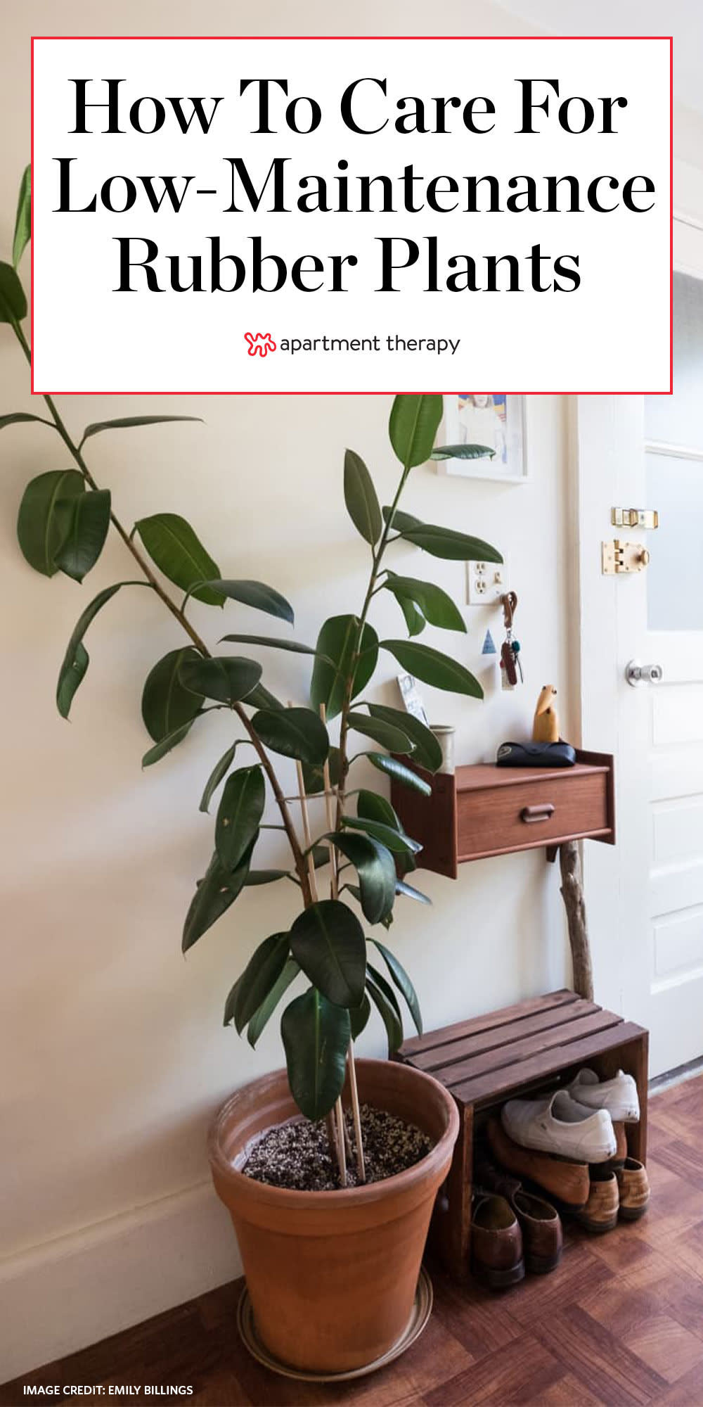 How To Care For A Rubber Tree Plant Outdoors - Frank And Zoey